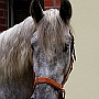 Spanish Norman Horse 1 (6)